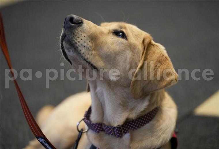 Hund an der Leine