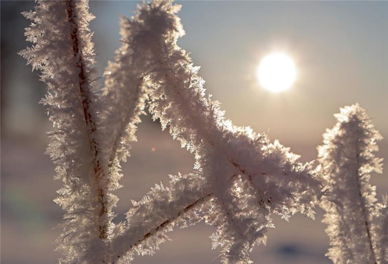 Kältewelle über Norddeutschland: Frost, Sonnenschein und Regen Reif umgibt die Gräser auf einer Wiese im Oberharzort Elbingerode.