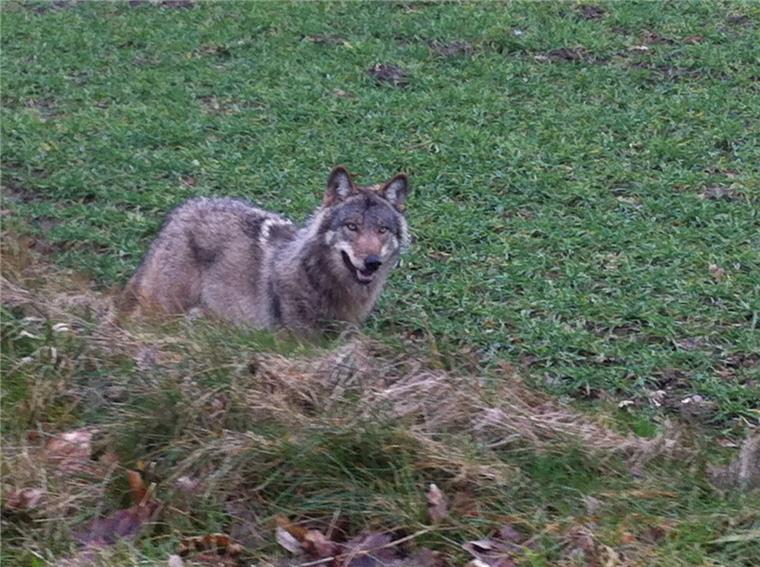 Überfahrener Wolf in Holland stammt aus Cuxhavener Rudel In den Niederlanden ist ein Wolf überfahren worden, der aus dem Cuxhavener Rudel kommt.