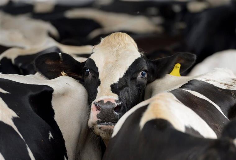 Infizierte Milchkühe und neue Vogelgrippe-Fälle: Was Sie wissen müssen In den USA verbreitet sich der H1N1-Erreger in Rinderherden. Rohmilch birgt Gefahren für Verbraucher.