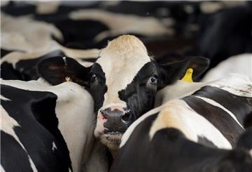 In den USA verbreitet sich der H1N1-Erreger in Rinderherden. Rohmilch birgt Gefahren für Verbraucher.