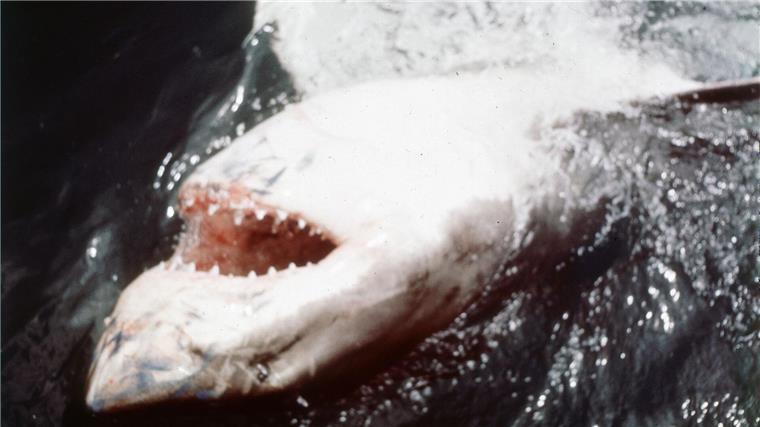 In den vergangenen Jahren ist das durch „Der weiße Hai“ transportierte Bild von den Raubfischen als grausamen Fressmaschinen korrigiert worden. (Archivbild)