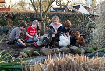 Elias, Finn, Saskia und Liam füttern Hühner auf dem Gelände des Kleingartenvereins Ilmenau.