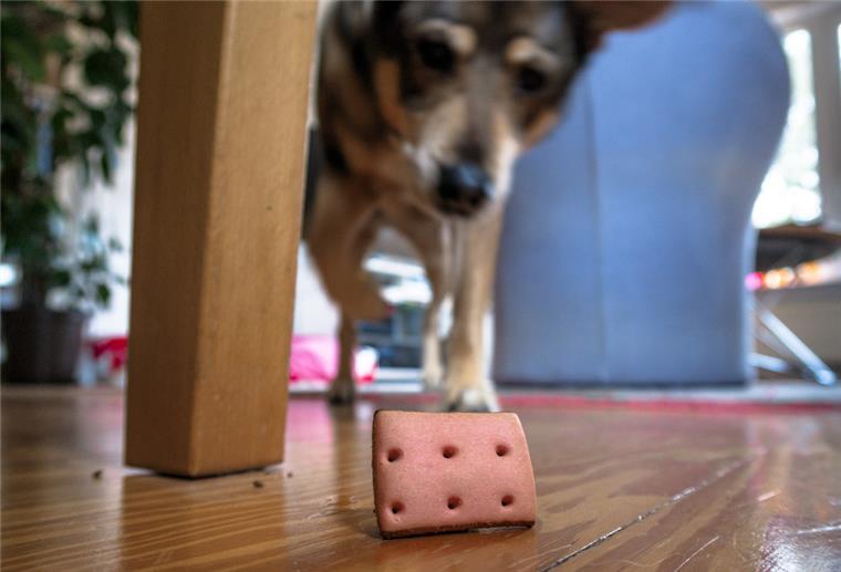Herbstzeit: Hunde mit Suchspielen zu Hause beschäftigen Ein Hund sucht in der Wohnung nach versteckten Leckerlis.