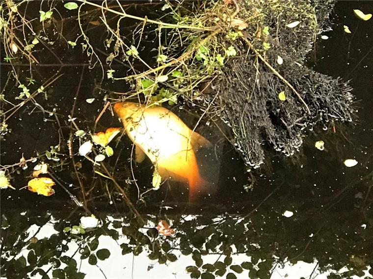 Angler schlagen Alarm: Fische treiben tot in der Geeste In der Geeste sind mehrere tote Fische entdeckt worden.