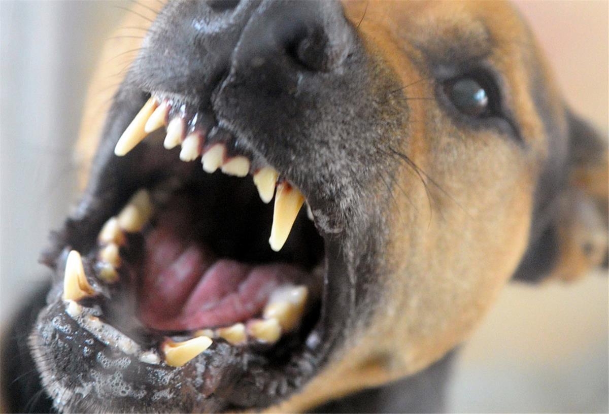 Bremerhaven: Chihuahua-Mischling von größerem Hund totgebissen Hund zeigt die Zähne