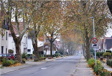 In der Hansingstraße werden die Platanen in den nächsten Wochen zurückgeschnitten.