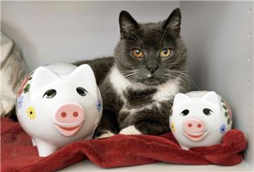 Die Leherheider Sparkasse hat einen tierischen Mitarbeiter verloren. Kater Luki ist Anfang Februar verstorben. Im November 20112 machte er es sich noch auf dem roten Samt gemütlich.