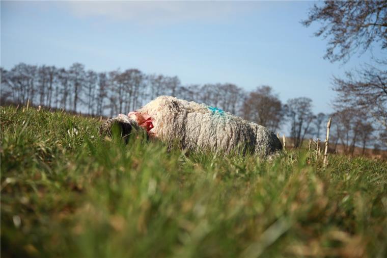 Zusammengefasst! Das war der Dienstag im nord24-Land In der Nacht zu Dienstag sind mehrere Schafe in Wanhöden gerissen worden. Der Wolfsberater vermutet den Wolf hinter der Attacke.