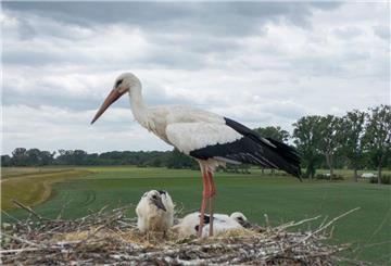 Ein Storch sitzt mit zwei Jungstörchen auf seinem Nest.