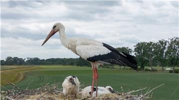In der Nähe von Lüneburg werden Störche durch eine Drohne gestört. (Symbolbild)