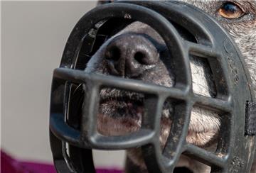  Niedersachsen, Bispingen: Die American Staffordshire Terrier Hündin trägt einen Maulkorb. In der «Hellhound Foundation» werden verhaltensauffällige Hunde betreut und trainiert.