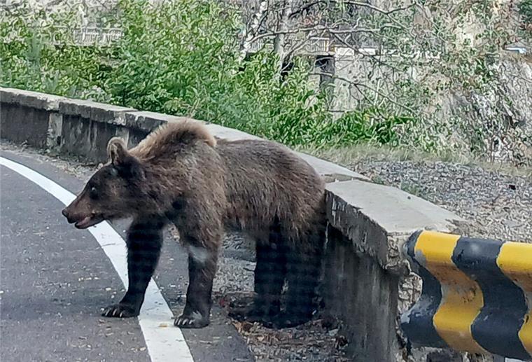 Bärenfleisch auf der Speisekarte: Slowakei plant Verwertung erlegter Tiere Ein Bär läuft am Rande der Bergstraße Transfagarasan in den Karpaten