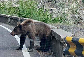 Ein Bär läuft am Rande der Bergstraße Transfagarasan in den Karpaten