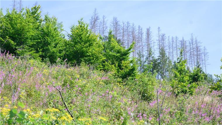 Wiederaufforstung in Niedersachsen schreitet voran In der vergangenen Pflanzsaison wurden allein im Harz etwa 2,6 Millionen Setzlinge gepflanzt.