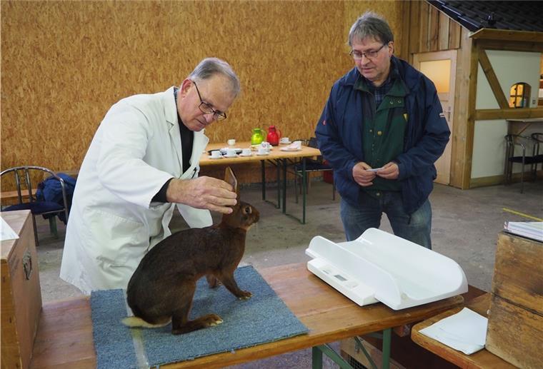 220 Rassekaninchen sind im Rennen In der Weser-Kleintier-Arena werden die insgesamt 220 Kaninchen derzeit noch auf Herz und Nieren überprüft. Kreisverbands-Vorsitzender Alfred Hartmann (rechts) behält den Überblick. Am Samstag wird dann der Kreissieger gekürt.