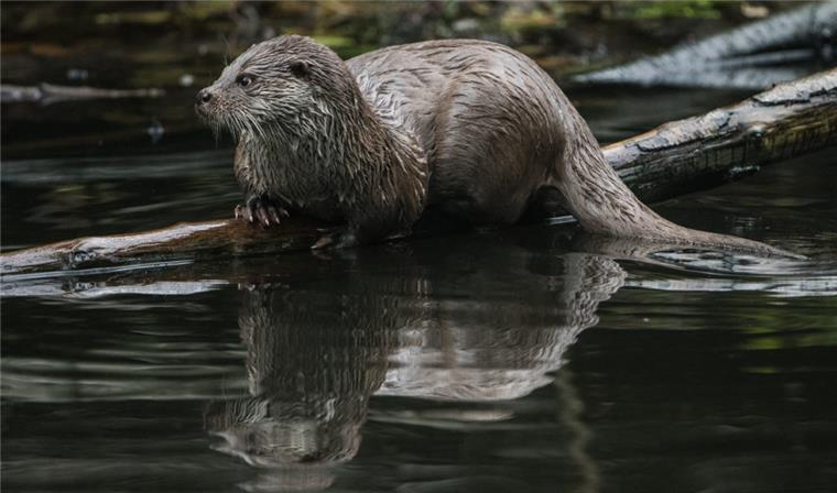 Der Fischotter ist in der Wesermarsch wieder heimisch In der Wesermarsch gibt es wieder Fischotter.