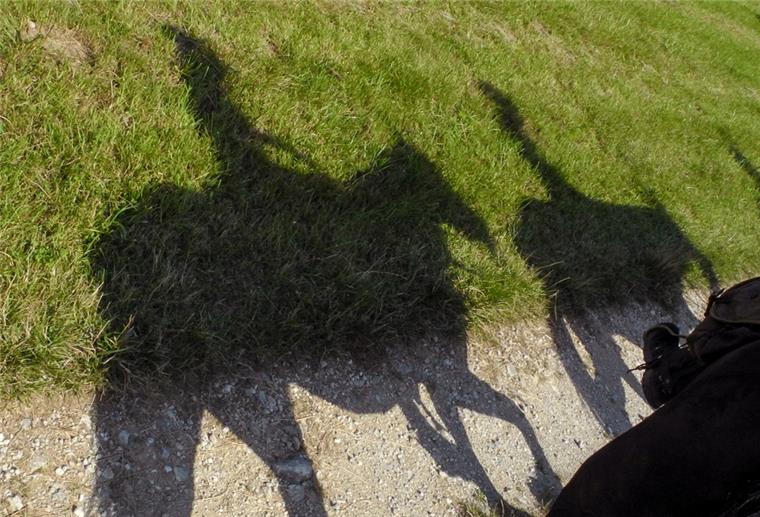 Wingst: Pferde gehen durch - Reiterinnen verletzt In der Wingst haben sich zwei Reiterinnen verletzt.