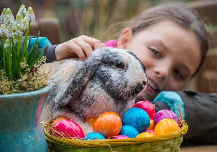 Ostern 2018: In Bremerhaven bringt der Osterhase jetzt schon Geschenke für alle Kinder In der Woche vor Ostern gibt es bei den Gartencentern Wassenaar in Bremen und Bremerhaven zahlreiche Familienangebote, darunter einen kleinen Streichelzoo.