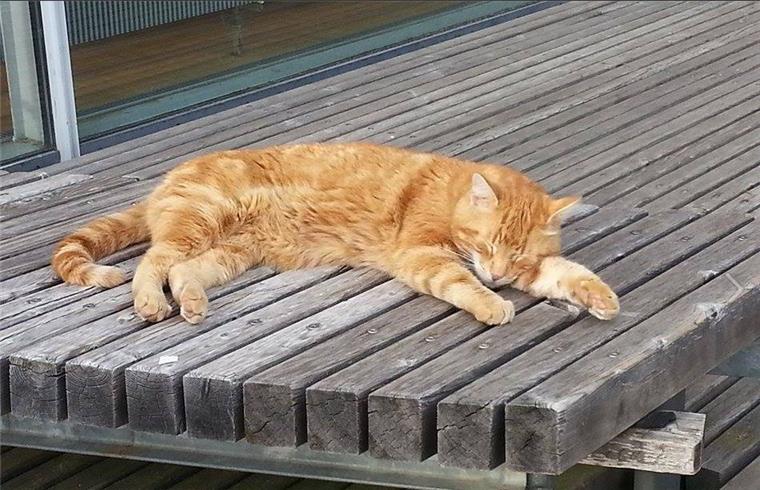 In Deutschland gibt es wohl keine berühmtere Katze als die CampusCat aus Augsburg