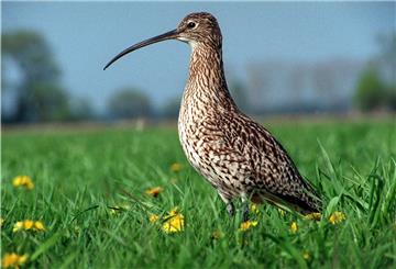 In Deutschland sind die Wiesenvogelarten vom Aussterben bedroht. Wo Grünland intensiv genutzt wird, schrumpft der Lebensraum für Kiebitz, Bekassine und Großer Brachvogel. Sie finden dort keine Nahrung. Der „Niedersächsische Weg“ stellt die Grünlandbewirtschaftung unter Auflagen.