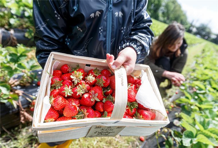 Warum Erdbeeren keine Renner mehr sind Eine Mutter pflückt mit ihrem Sohn zu Saisonbeginn die ersten Erdbeeren auf einem Feld.