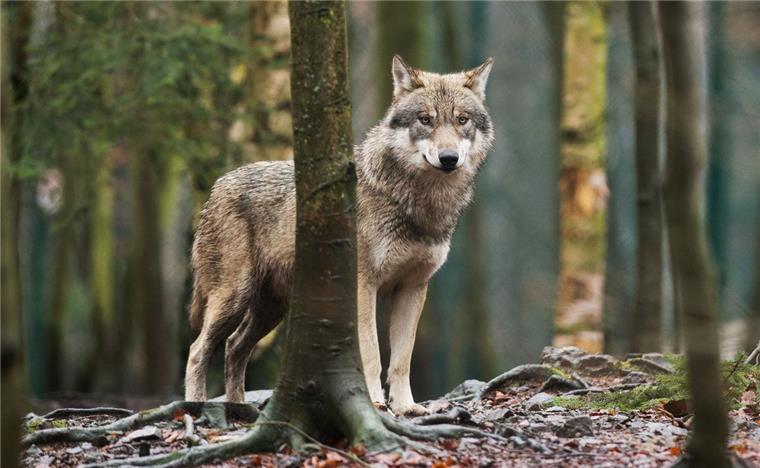 2018 mehr Wolfsangriffe auf Nutztiere In Deutschland wird seit Jahren erbittert über den Umgang mit den streng geschützten Wölfen gestritten.