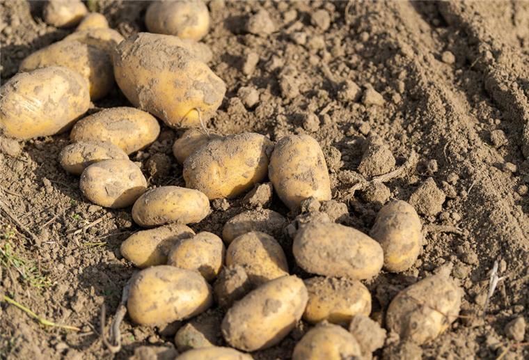 Kartoffelbauern sind besorgt: Das Wetter drückt auf die diesjährige Ernte In diesem Jahr kämpfen die Bauern auch mit vielen Krankheiten der Pflanzen.