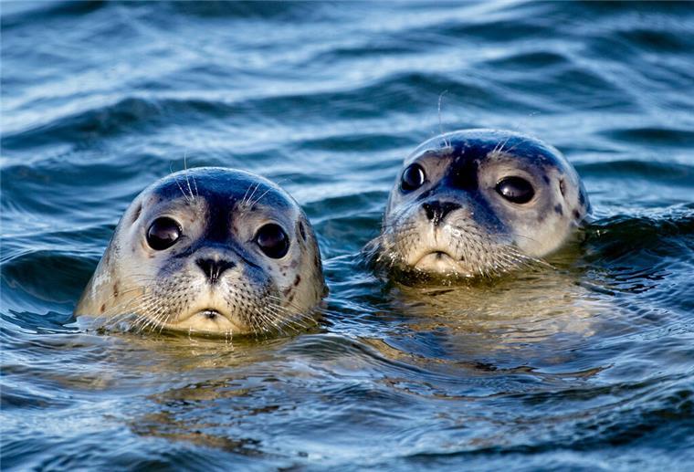 In diesem Sommer wurden vom Flugzeug aus 8912 Tiere im niedersächsischen Wattenmeer gezählt. 