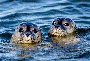 In diesem Sommer wurden vom Flugzeug aus 8912 Tiere im niedersächsischen Wattenmeer gezählt. 