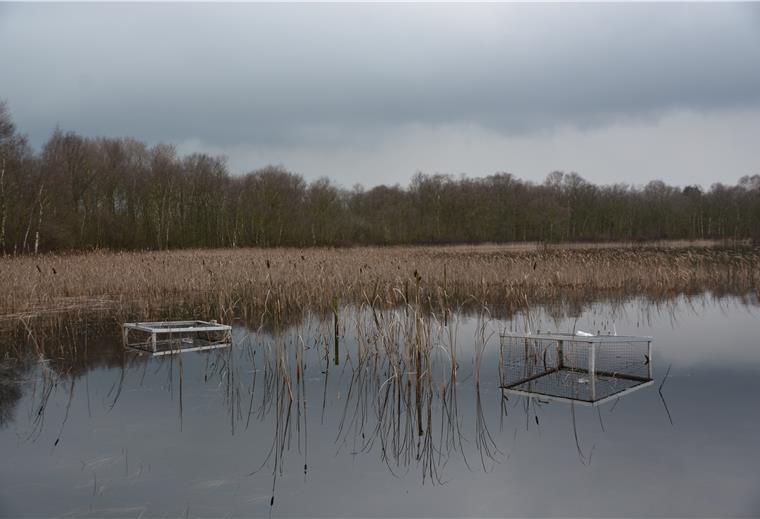 Mehr Wasser für den Silbersee In diesen Metallkästen wachsen derzeit – gut geschützt – die seltenen Wasserlobilien im Silbersee in Wehdel.