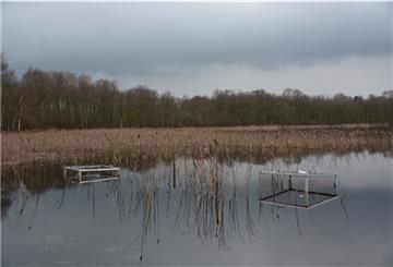 In diesen Metallkästen wachsen derzeit – gut geschützt – die seltenen Wasserlobilien im Silbersee in Wehdel.