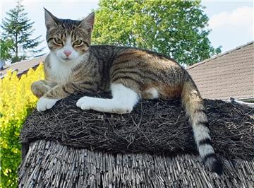 In dieses Vogelhaus traut sich so schnell kein Piepmatz mehr. Die einjährige Sun...