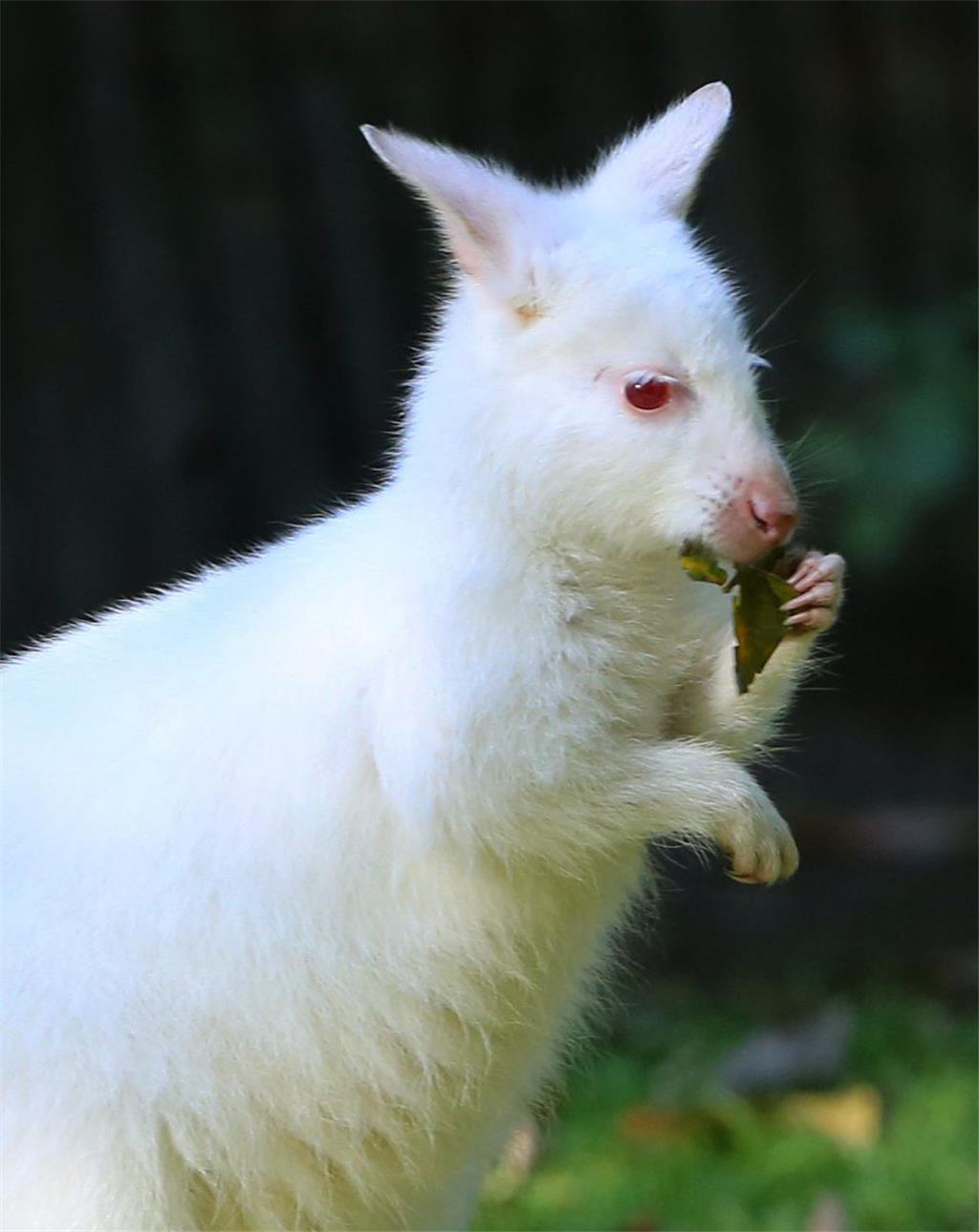 In Duisburg zog der Albino-Nachwuchs Nala vor drei Jahren Hunderttausende Besucher an. Was bei den Zoobesuchern zieht, ist in freier Wildbahn eher gefährlich, verriet damals der Biologe Volker Grün. Denn mit weißem Fell fielen die Hüpfer wie Leuchtreklame auf und seien für Raubtiere leichte Beute. Deswegen sind sie in ihrer Heimat in Australien in freier Wildbahn auch eher selten.