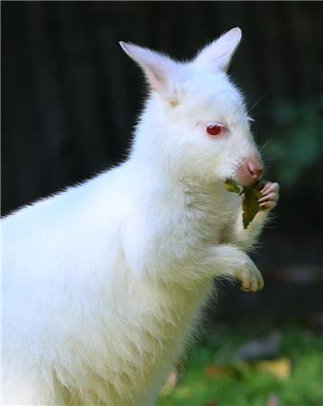 In Duisburg zog der Albino-Nachwuchs Nala vor drei Jahren Hunderttausende Besucher an. Was bei den Zoobesuchern zieht, ist in freier Wildbahn eher gefährlich, verriet damals der Biologe Volker Grün. Denn mit weißem Fell fielen die Hüpfer wie Leuchtreklame auf und seien für Raubtiere leichte Beute. Deswegen sind sie in ihrer Heimat in Australien in freier Wildbahn auch eher selten.