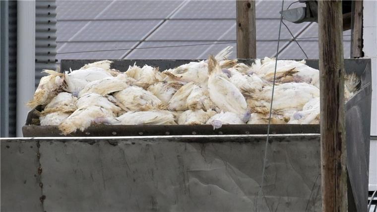 Geflügelpest in Putenmastbetrieb – 14.600 Tiere betroffen In einem Betrieb in Vechta müssen mehr als 14.000 Puten getötet werden. (Archivfoto)