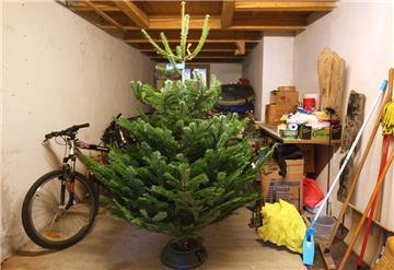 Frostige Temperaturen: Im Keller lässt sich der Weihnachtsbaum gut lagern.