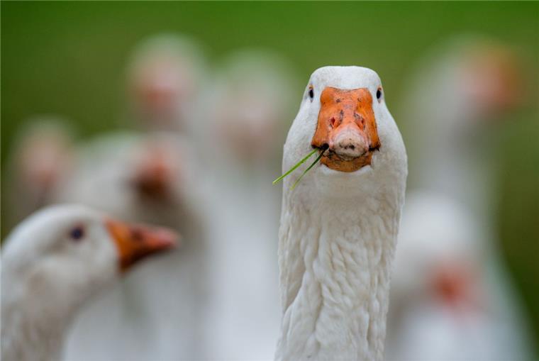 In einem Gänsezuchtbetrieb bei Meppen ist erstmals in Niedersachsen die Geflügelpest nachgewiesen worden. 