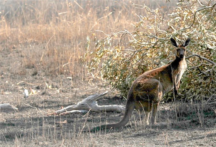 Todes-Prügelei mit Känguru? Mann stirbt im Tiergehege Ein Känguru steht auf verbranntem Land an einem Busch.