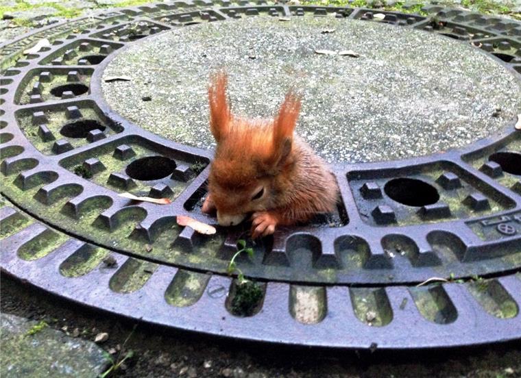 Total süß: Eichhörnchen Olivio hat eine Freundin In einem kleinen Loch eines Gullydeckels steckte Olivio Anfang Dezember fest. Das verängstigte Tier konnte weder vor noch zurück. Die Rettungsaktion dauerte über eine Stunde.