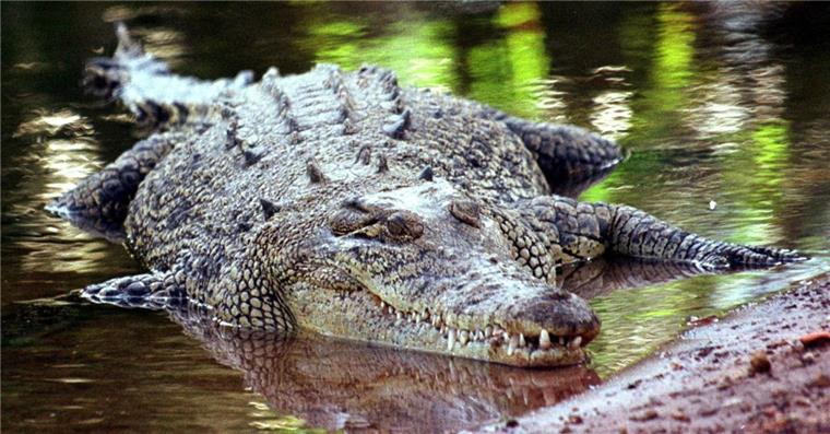 Australische Polizei findet menschliche Überreste in Krokodil In einem Krokodil in Australien wurden menschliche Überreste gefunden.