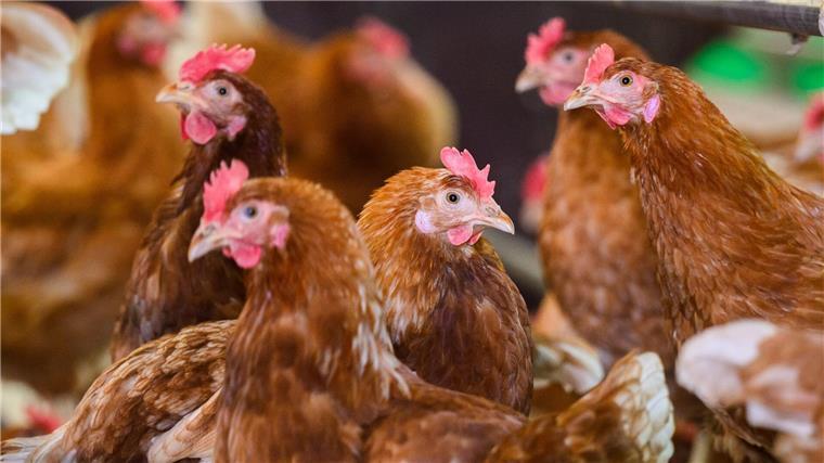 In einem Legehennen-Betrieb in Emsbüren ist die Vogelgrippe nachgewiesen worden. (Symbolbild)
