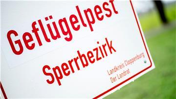In einem Legehennenbetrieb in der Grafschaft Bentheim ist ein Erreger der hochansteckenden Vogelgrippe festgestellt worden.  