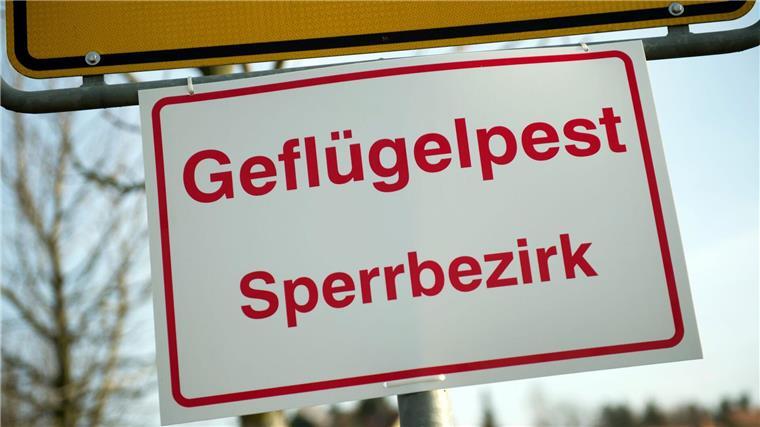 In einem Legehennenbetrieb in der Grafschaft Bentheim ist ein Erreger der hochansteckenden Vogelgrippe festgestellt worden. (Symbolbild)