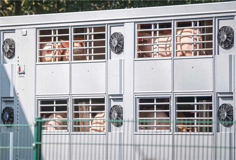 Emsland: Schlachthof in Sögel hat 36 Corona-Fälle In einem Schlachthof in Sögel sind Corona-Fälle aufgetreten.