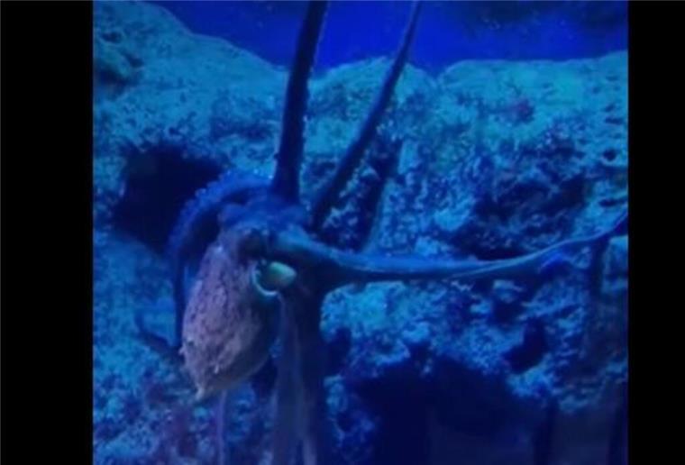 Neuer Octopus im Zoo am Meer heißt „Jasmin“ - der Name hat einen Hintergrund In einem Video auf Instagram hat der Zoo „Jasmin“ vorgestellt.