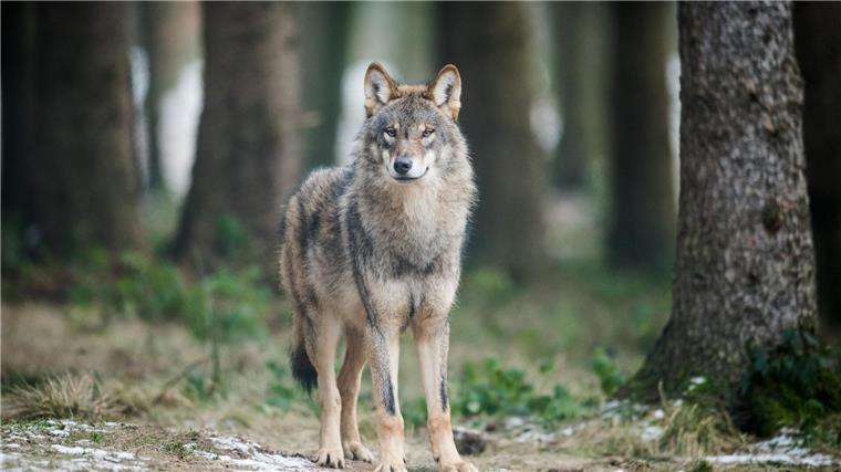 Drahtschlingen als Fallen für Wölfe? In einem Wald im Landkreis Vechta sind Fallen gefunden worden. (Archivbild)