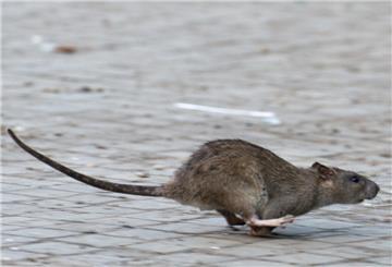 In einem Wohnkomplex kam es zu einem Fall von Tierquälerei. Zwei Jugendliche stehen im Verdacht, eine Ratte (Symbolfoto) grausam gequält zu haben – die Polizei hat Ermittlungen aufgenommen.