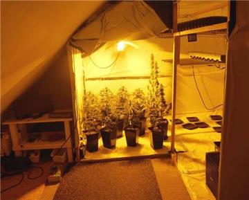 In einem Zimmer fand die Polizei dieses Zelt mit 24 kleinen Hanfsetzlingen.