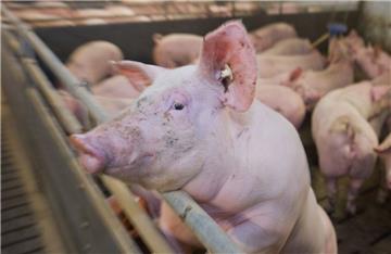 In einer Schweinemast bei Hannover sind rund 1000 Tiere verendet. 